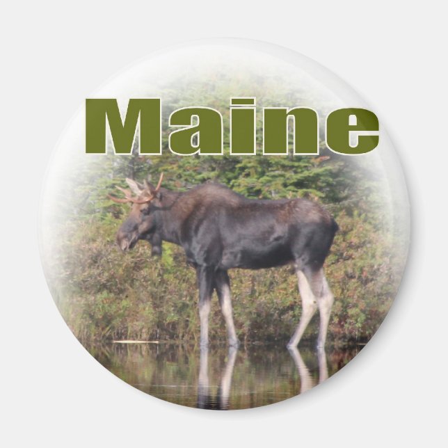 Maine Moose Magnet (Front)