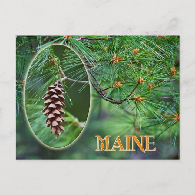 Maine State Flower: White Pine Cone and Tassel Postcard (Front)