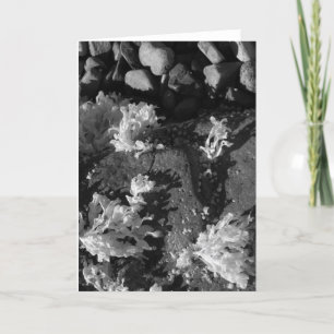 Maine tidal pool card