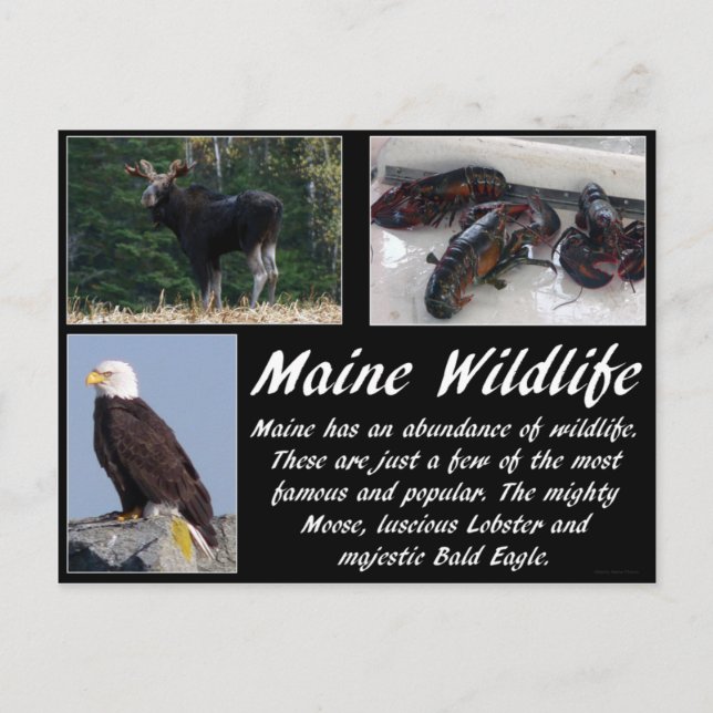 Maine Wildlife Postcard (Front)