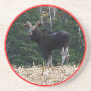 Maine Yearling Bull Moose Coaster