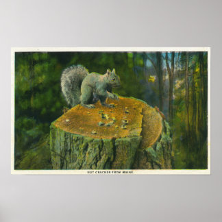 MaineA Little Nutcracker Squirrel from Maine Poster