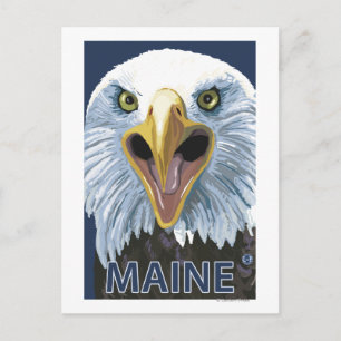 MaineEagle Up Close Postcard