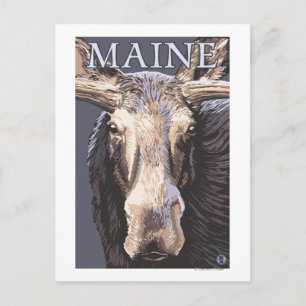 MaineMoose Up Close Postcard
