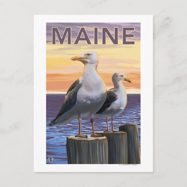 MaineSea Gulls Scene Postcard (Front)