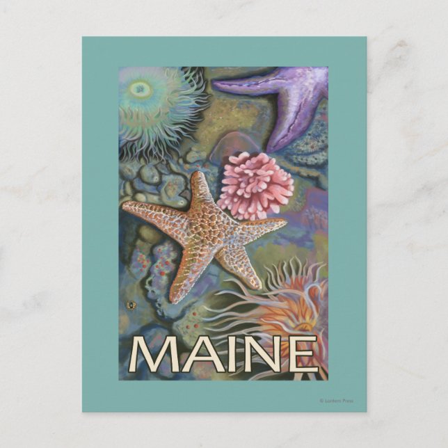 MaineTidepool Scene Postcard (Front)