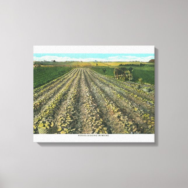 MaineView of a Potato Farm in Maine Canvas Print (Front)