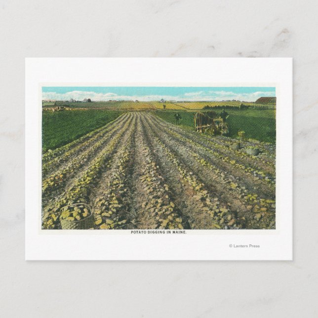 MaineView of a Potato Farm in Maine Postcard (Front)