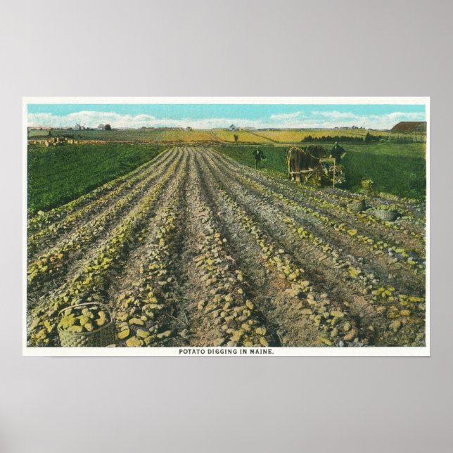 MaineView of a Potato Farm in Maine Poster (Front)