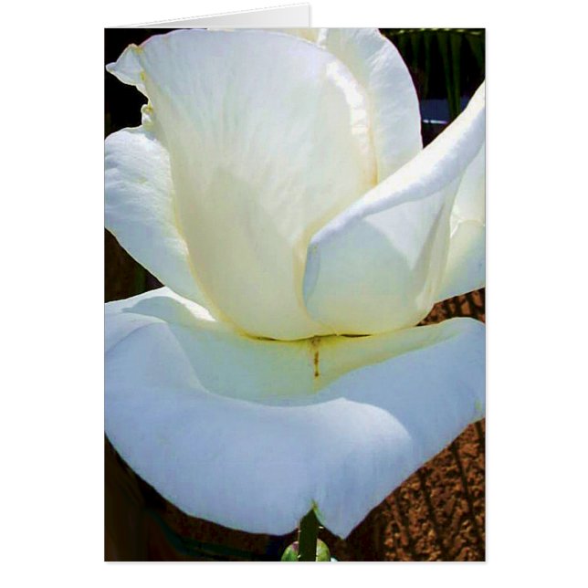 Maintenant et pour toujours_ (Devant)