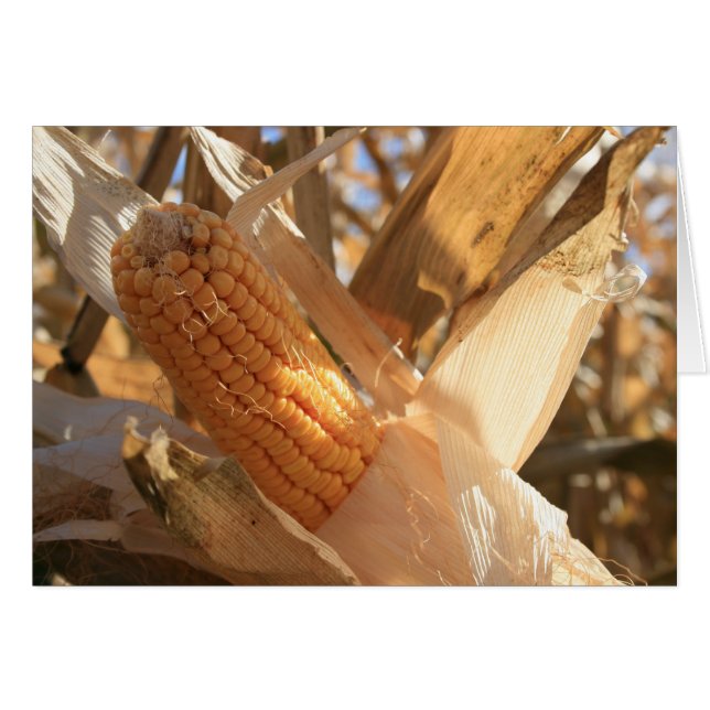 Maïs de terrain sur Stalk (Devant horizontal)