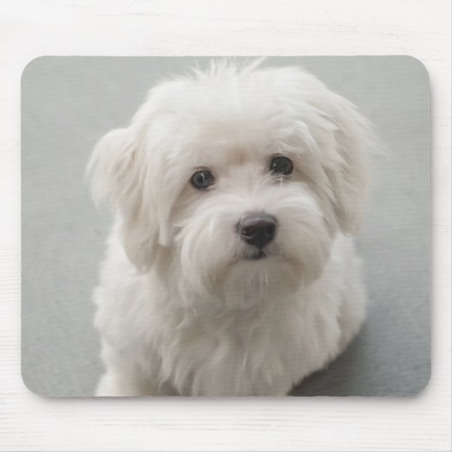 Maisie Coton de Tulear Puppy Mouse Pad (Front)