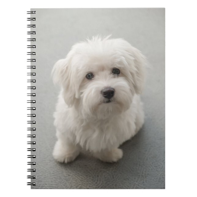 Maisie Coton de Tulear Puppy Notebook (Front)