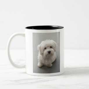 Maisie Coton de Tulear Puppy Two-Tone Coffee Mug