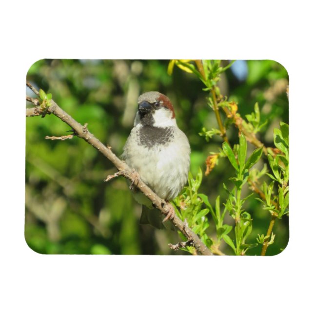 Maison Sparrow sur Lilac Bush Magnet (Horizontal)