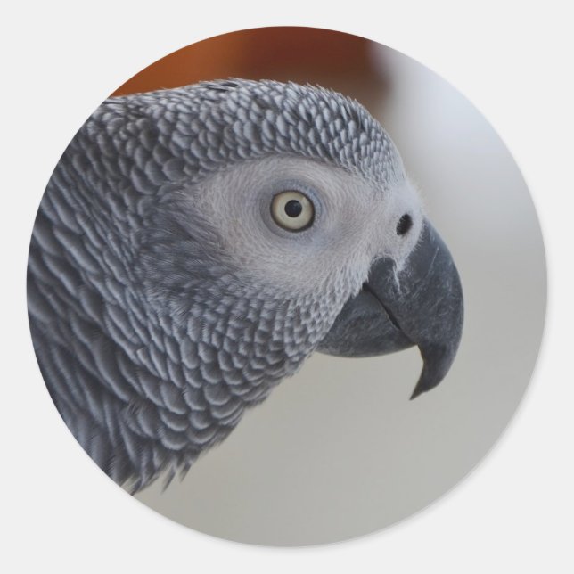 Majestic African Grey Parrot Classic Round Sticker (Front)