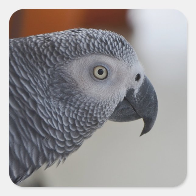 Majestic African Grey Parrot Square Sticker (Front)