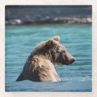 Majestic Alaskan Brown Bear Glass Coaster
