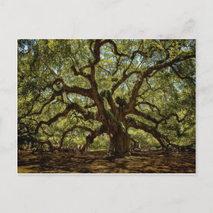 Majestic Angel Oak Postcard