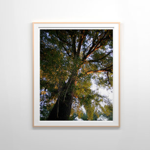 Majestic Ash Tree Sunlit Photography Poster