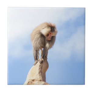 Majestic Baboon on Mountain Peak Tile