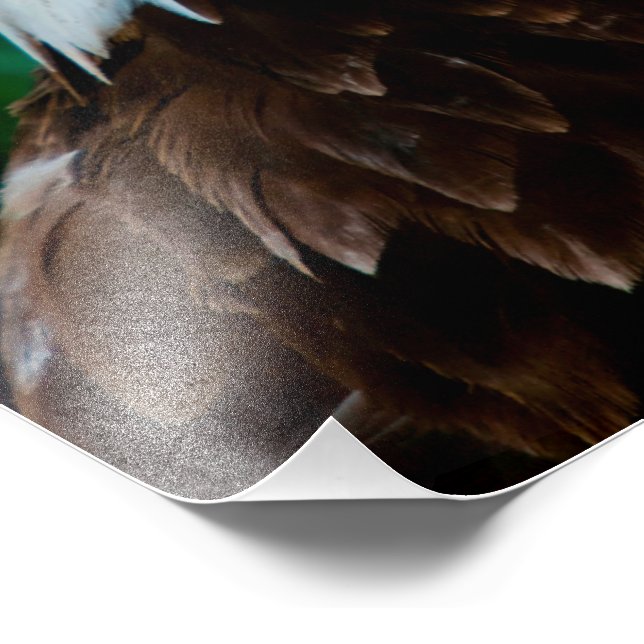 Majestic Bald Eagle Photo Print (Corner)