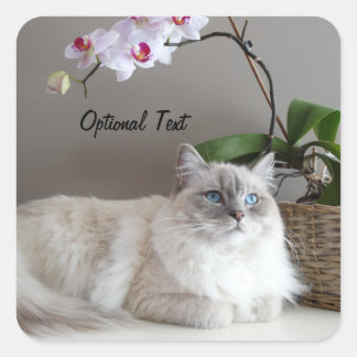 Majestic Balinese Cat Square Sticker