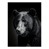 Majestic Bear Portrait - Black and White Wildlife