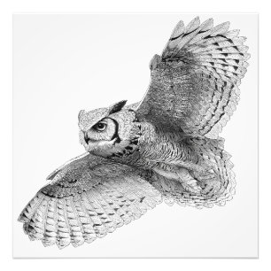 Majestic Black White Owl Ink Drawing Photo Print