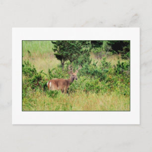 'Majestic Buck' Postcard