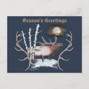 Majestic Bull Elk Postcard