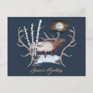 Majestic Bull Elk Postcard