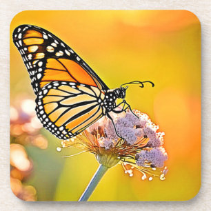 Majestic Butterfly Close Up Design Coaster