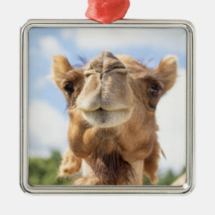 Majestic Camel Portrait Wildlife Photography Metal Ornament