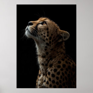 Majestic Cheetah Portrait on Black Background Poster
