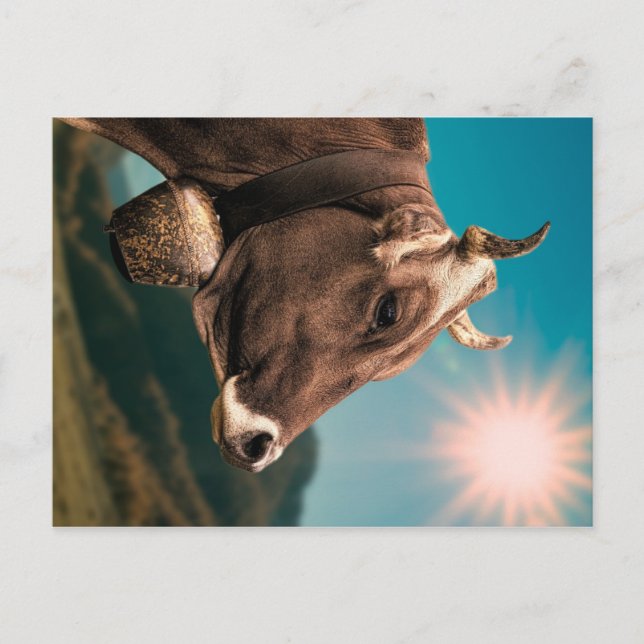 Majestic Cow Postcard (Front)