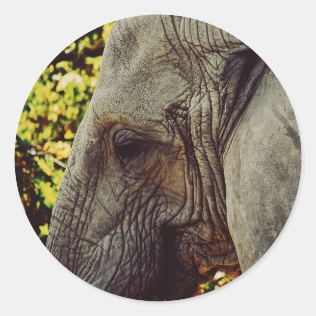Majestic Elephant Classic Round Sticker (Front)
