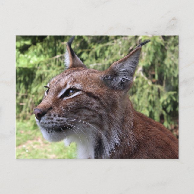 Majestic Eurasian Lynx at Skåne Zoo Postcard (Front)