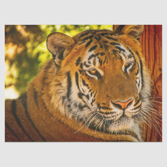 Majestic Face  Tissue Paper (Front)