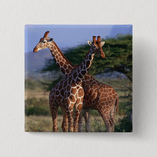Majestic Giraffes 2 Inch Square Button (Front)