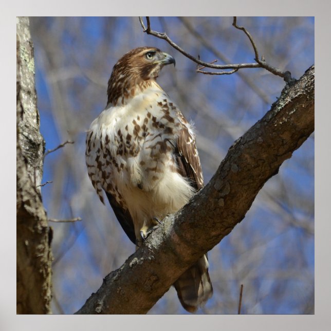 Majestic Hawk Poster (Front)
