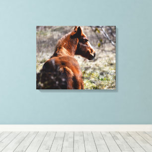 Majestic horse at farm Georgia, USA Canvas Print