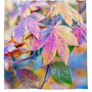 Majestic Japanese Maple leaves