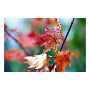 Majestic Japanese Maple leaves Photo Print