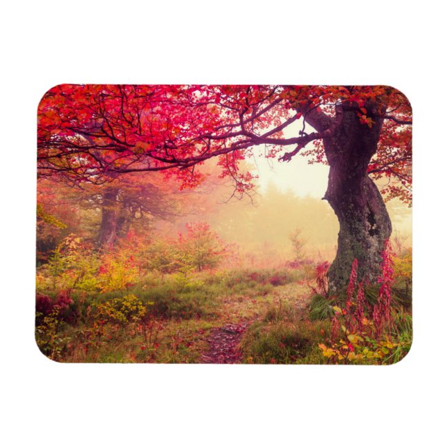 Majestic Landscape With Autumn Trees In Forest Magnet (Horizontal)