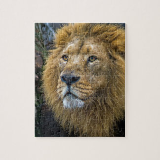 Majestic lion jigsaw puzzle
