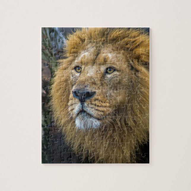 Majestic lion jigsaw puzzle (Vertical)
