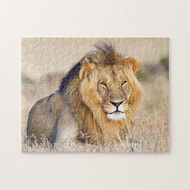 Majestic lion photo jigsaw puzzle (Horizontal)