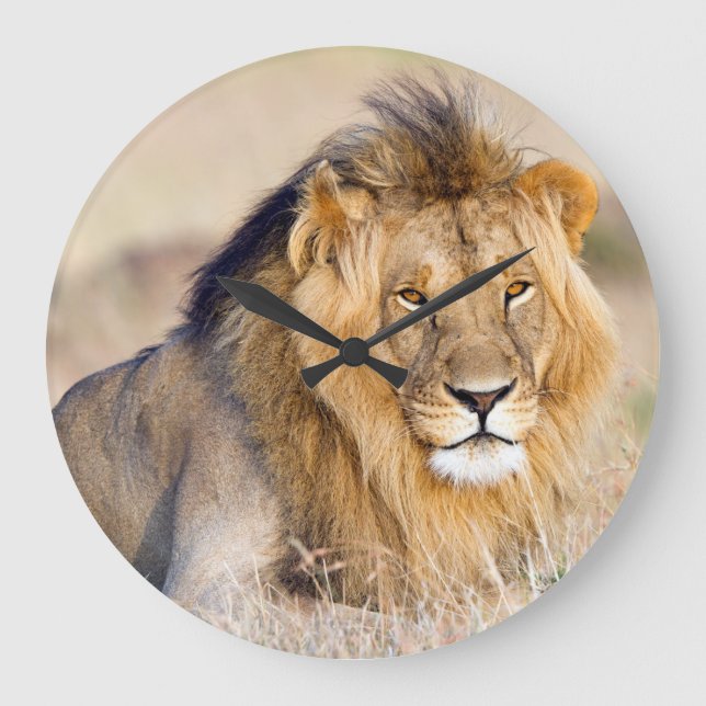 Majestic lion photo large clock (Front)