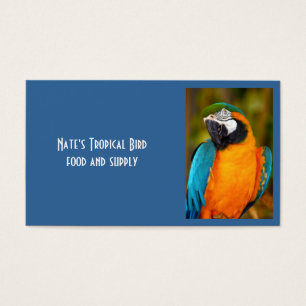 Majestic Macaw